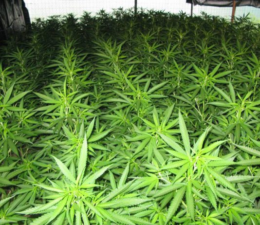 La Guardia Civil se incauta de 90 kilos de marihuana en El Viso