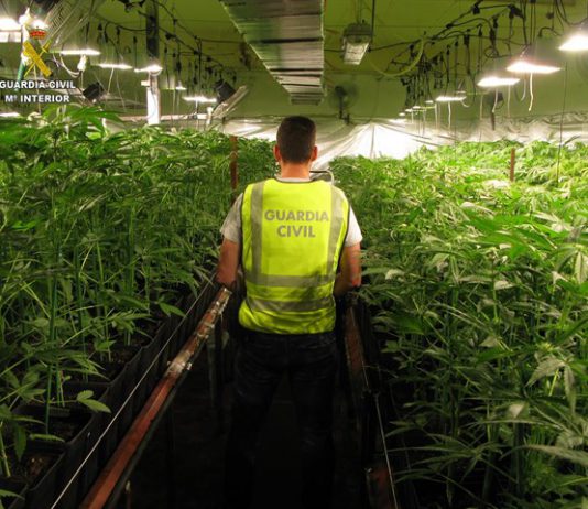 La Guardia Civil localiza más de 1.400 plantas de marihuana en una parcela entre Carmona y El Viso