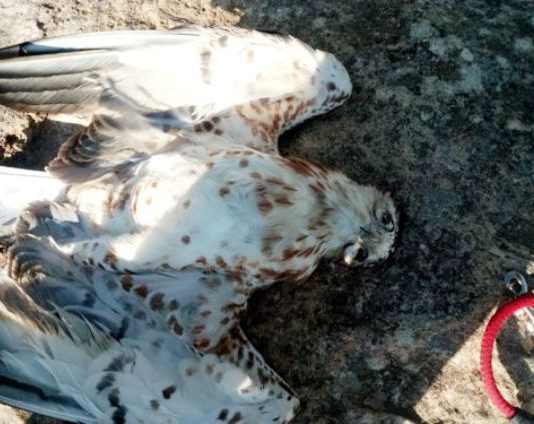 Solano pone en conocimiento del Seprona la muerte “por electrocución o colisión” de un águila culebrera