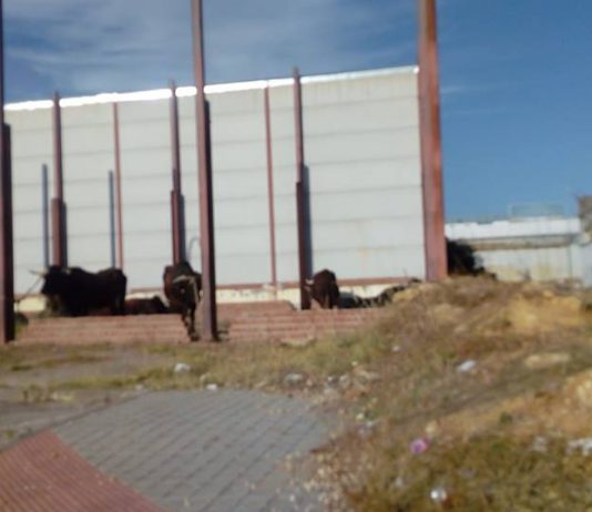 Solano denuncia el «maltrato animal» en la Romería de El Viso del Alcor