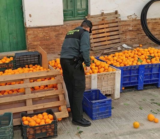 Detenidas 16 personas por robar 60.000 kilos de naranjas en Los Alcores y La Vega del Guadalquivir