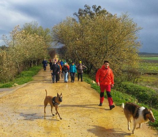 Los participantes de la Ruta de Los Alcores se encontrarán en Mairena