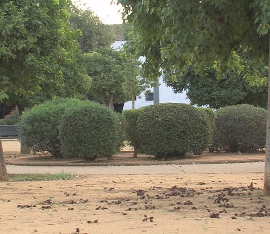 Ciudadanos denuncia la presencia de pulgas en la Plaza Dolores Ibarruri