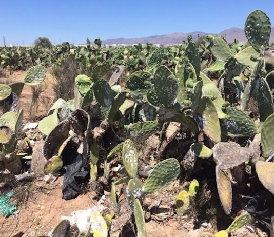 La plaga que afecta a las chumberas se cuela en la jornada de convivencia del ecologismo alcoreño