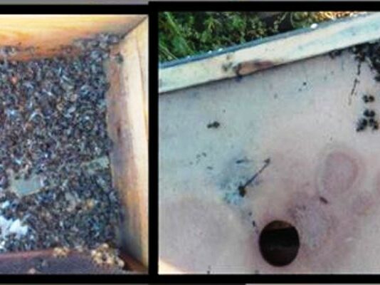 Solano denuncia la mortandad de abejas en colmenas de Gandul