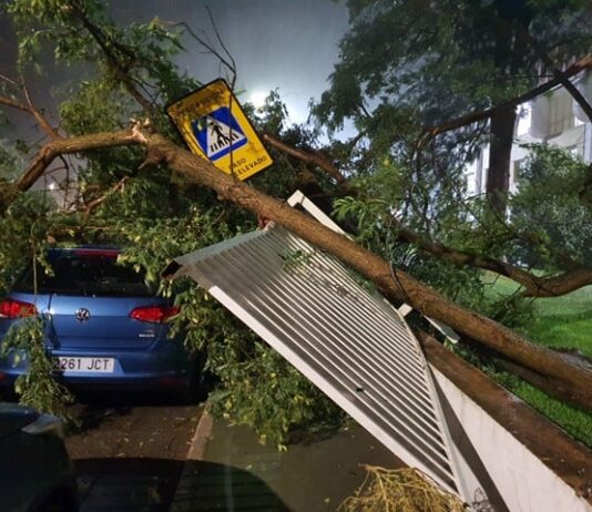Caída de árboles y otras incidencias en El Viso durante el aviso amarillo por fuertes rachas de viento