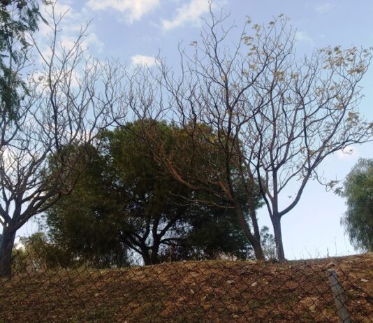 Fuente del Sol considera que el Parque de la Muela no es el lugar “más idóneo” para la zona de autocaravanas