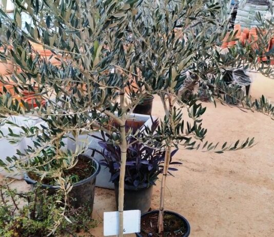 Más de 400 olivos vendidos con la campaña ‘Un Olivo por Navidad’