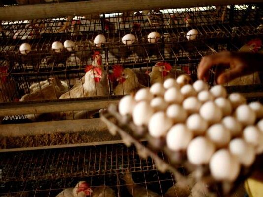 La Junta notifica casos de gripe aviar en una finca de aves de corral camperas de El Viso