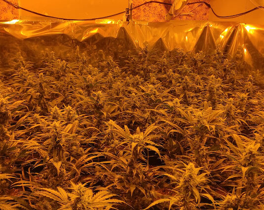La Guarda Civil desmantela dos viviendas ocupadas para cultivo de marihuana en calle Bélgica