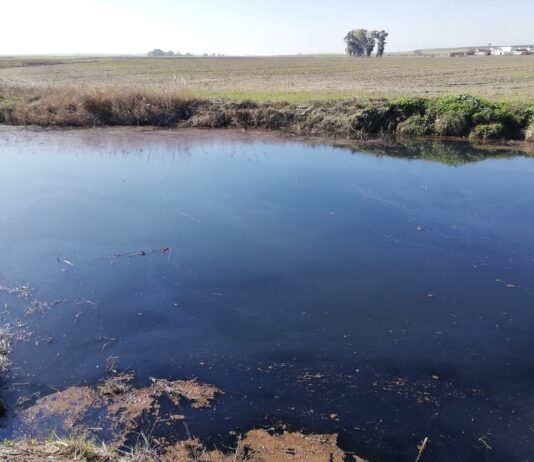 Solano señala que un tramo del Arroyo de Alcaudete ha quedado como “una cloaca” tras un vertido