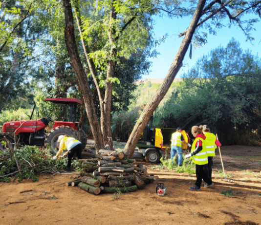 Habrá una plantación de cien nuevos árboles en el Parque de la Muela