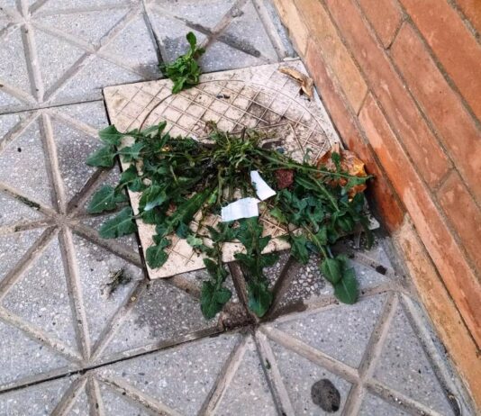 Solano vuelve a denunciar el uso de herbicidas en las calles de El Viso, un riesgo “innecesario” para la salud