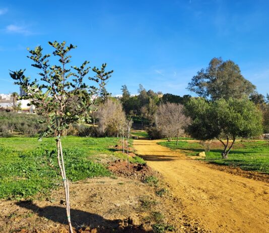 Plantados cien nuevos árboles en el Parque de La Muela